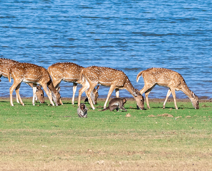 Kabini and Nagarhole in the Monsoon: A Road Trip Into the Wild