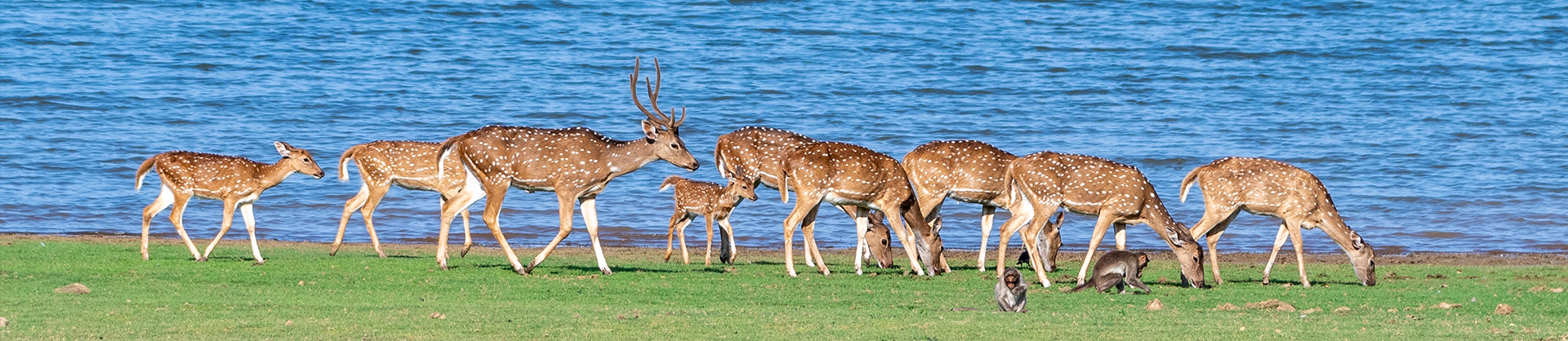 Kabini and Nagarhole in the Monsoon: A Road Trip Into the Wild