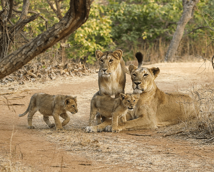 Gir National Park Road Trip: Chasing the Roar of Gujarat’s Asiatic Lions