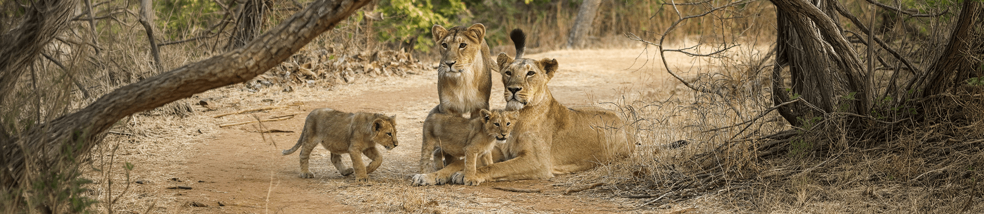 Gir National Park Road Trip: Chasing the Roar of Gujarat’s Asiatic Lions