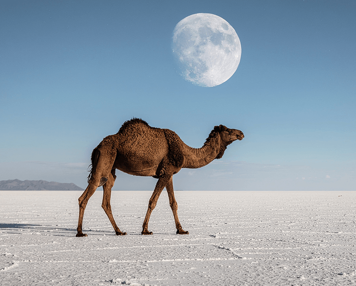 Road Trip to Rann of Kutch: The White Desert Drive You’ll Never Forget