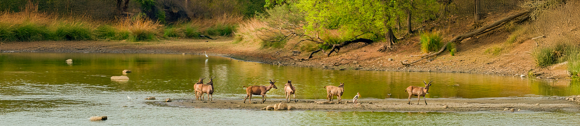 Top 10 National Parks in India You Must Visit