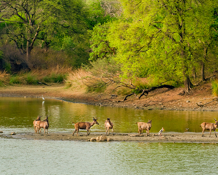 Top 10 National Parks in India You Must Visit